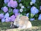 6月はアメリカデイゴ＆紫陽花シーズン♪