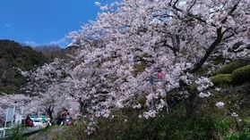 春の海津大崎