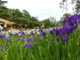 柳田植物公園～梅雨～