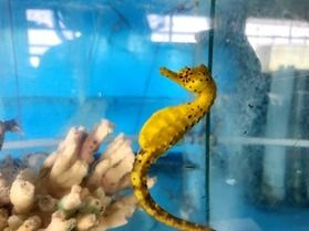 幸運を呼ぶ魚～タツノオトシゴ～
