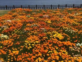 指宿市に咲いているお花紹介！　その7