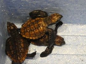 ウミガメの赤ちゃんが来ました♪