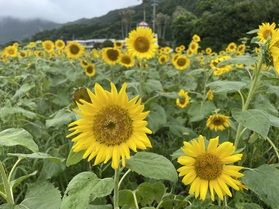 ヒマワリが咲いています！