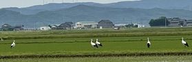 今年もコウノトリが来てくれました
