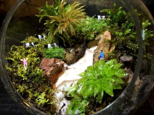 苔の他にも牛や人も入れられる